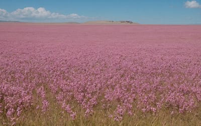 Spectaculaire floraison dans le desert d’atacama